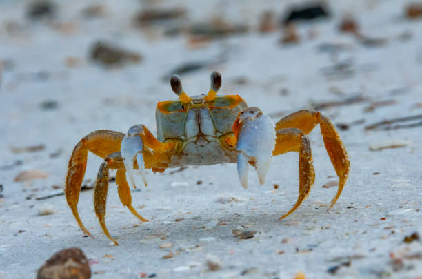 istock Atlantic ghost crab (Ocypode quadrata) at the ocean beach, Florida USA 1998901341