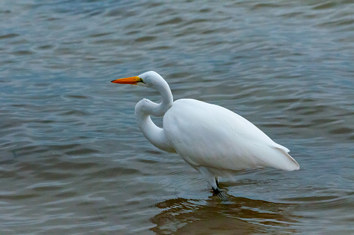 The bird hunts in shallow water, A Great Egret (Ardea alba), Florida