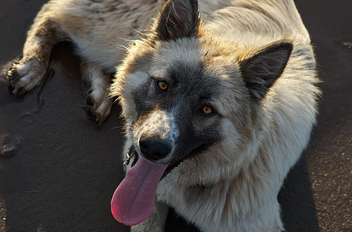 A white mongrel dog red tongue lies on the brown sand and looks at the camera. Back sunlight