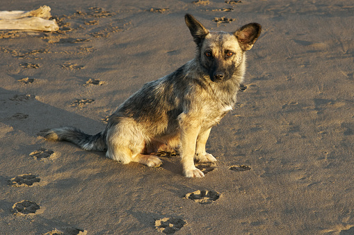A gray mongrel dog sits on brown sand beach and looks away. Evening yellow sunlight