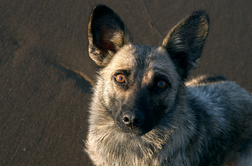 A gray mongrel sits on brown sand and looks up at the camera. Side sunlight