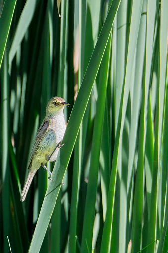 Tiny reed warblers perched on reeds