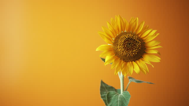 Beautiful sunflower against clear orange/yellow background