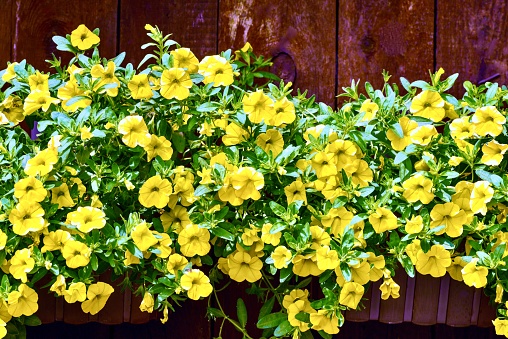 Yellow flowers are used as a decorative element in a restaurant.