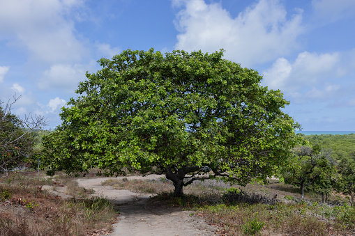 giant cashew tree planted in the middle of the mountains