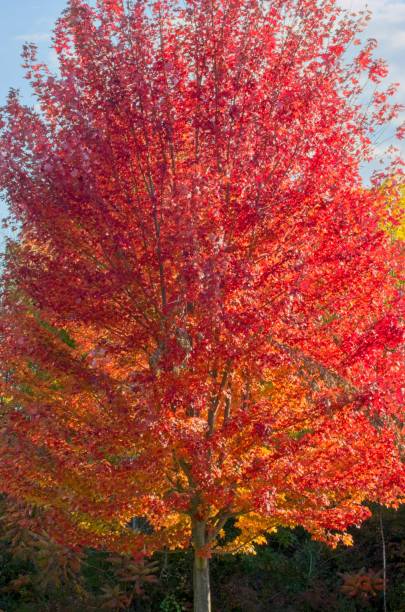 istock bright red hue of maple tree leaves during the autumn 1999015829