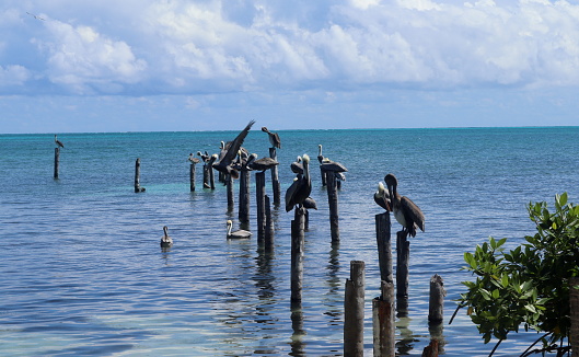 Several Pelicans on the posts of an old pier in Caye Caulker, Belize
