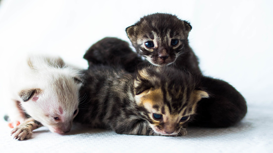 small bengal kittens just opened their eyes of different colors on a white background in the studio