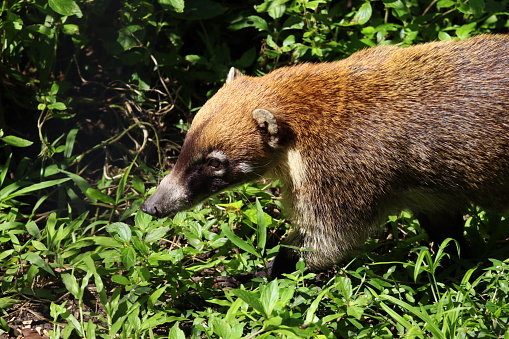 A solitary coati in the green grass