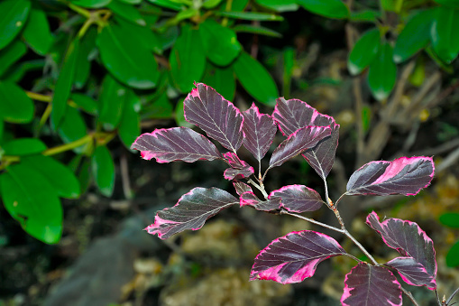 Branch of beech tree - Fagus sylvatica, variety Purpurea Tricolor with colorful variegated purple - pink leaves close up, in summer garden. Ornamental deciduous plant for landscaping