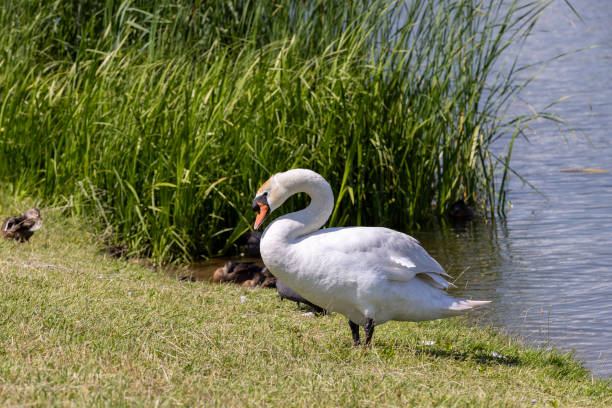 istock white swans swimming in the lake in summer 1999048117