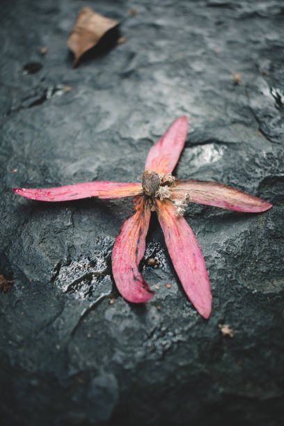 Close up view of flowers on the rocks surface