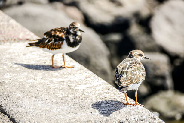 One Adult Kentish Plover Water Bird near a Rock Beach