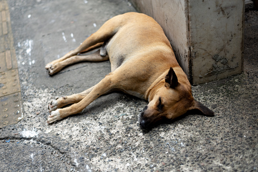 A light brown stray dog sleeping peacefully on the floor. Animal life.