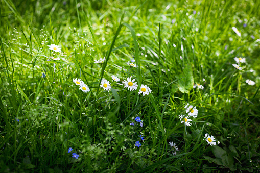 Beautiful colorful banner of green meadow with white daisies and lilac flowers on a summer sunny day in a public park, side view close-up.