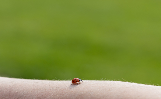 One beautiful little ladybug crawls along the hairy arm of a Caucasian unrecognizable man on a blurred green background on a summer day, side view close-up.