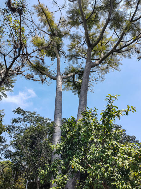 Trunks and branches of Schizolobium parahyba trees with blue sky in the background, in the middle of the forest.