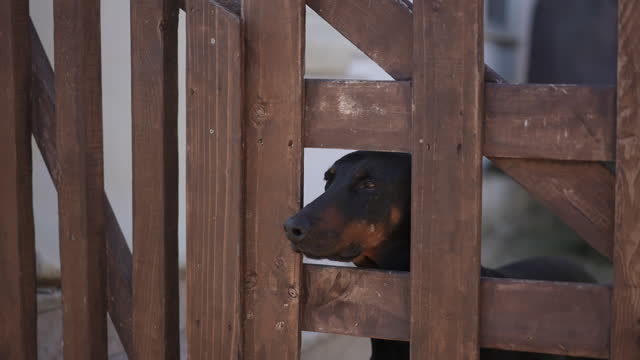 Pet dog beautiful doberman sticks her head out of a gap in the garden fence and watches around.