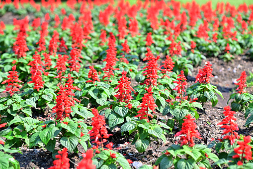 Closeup of Beautiful Red Salvia Flowers with flowers bunched on the trunk like cannons in the garden, Thailand.