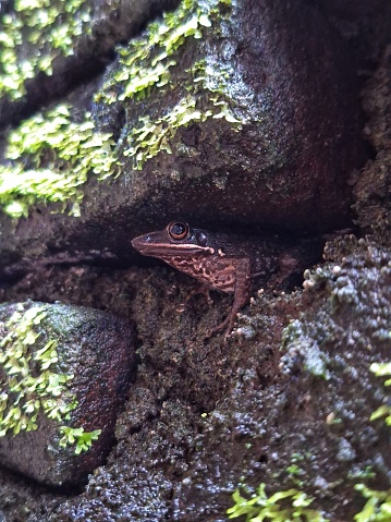 a frog hiding in a mossy brick