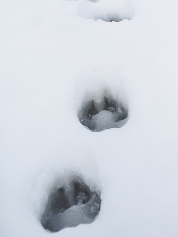 A trail of canine paw print left in the snow.
