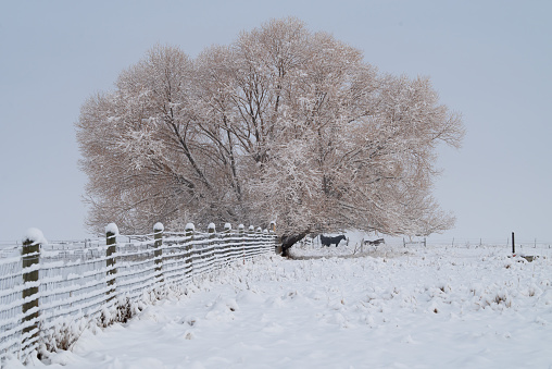 Snowy landscape in a hilly area with a row of trees in the background. In the foreground a fence with barbed wire