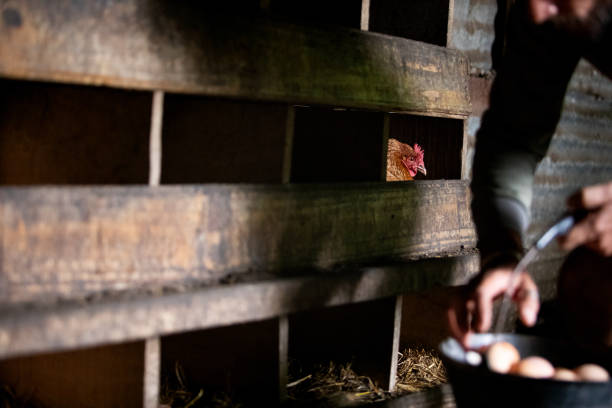 Unrecognizable man collecting eggs in the chicken coop - Buenos Aires - Argentina
