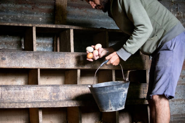 istock Unrecognizable man collecting eggs in the chicken coop 1999140213