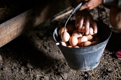 Unrecognizable man collecting eggs in the chicken coop - Buenos Aires - Argentina