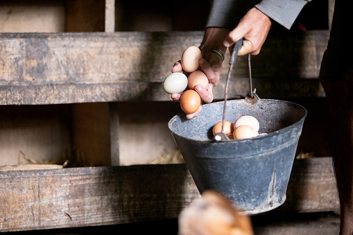 Unrecognizable man collecting eggs in the chicken coop - Buenos Aires - Argentina