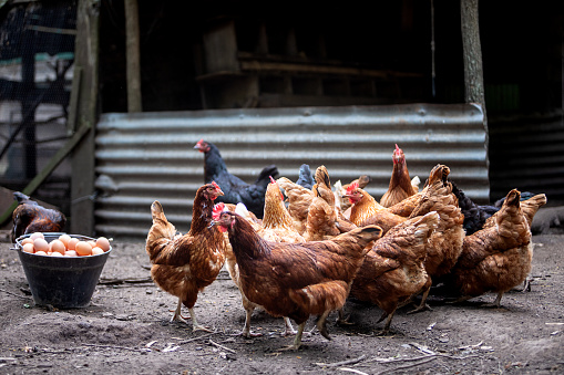 Poultry in chicken coop - Buenos Aires - Argentina