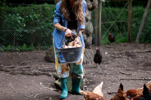 istock Farmer collecting fresh eggs in chicken coop 1999141852