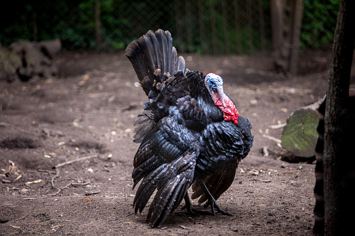 Turkey farm in Dorchester England