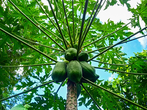 Low angle view of  growing papayas fruits on tree