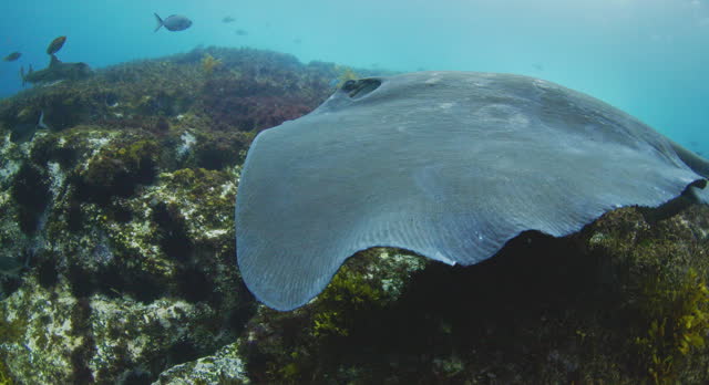 Stingray swimming along ocean floor with Australian fur seals and fish in clear blue open ocean water