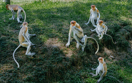 Selective focus. Group of Proboscis monkeys (Nasalis larvatus) active in mangrove forests in Surabaya, Indonesia.
Proboscis monkey is an endemic animal to the island of borneo that is distributed in mangrove forests.
