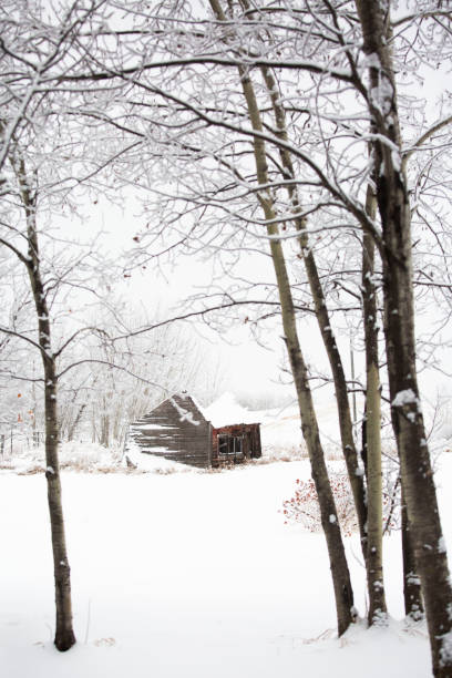 An old farm building deteriorates alone in the woods. It's a snowy winter day and there is frost on the trees.