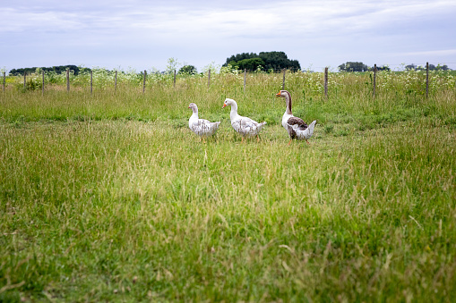 Trio of European Greylag Geese - Buenos Aires - Argentina