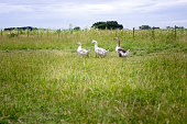 Trio of European Greylag Geese