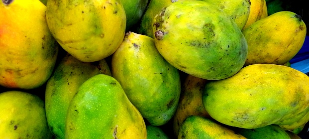 Mango fruit for healthy living.
