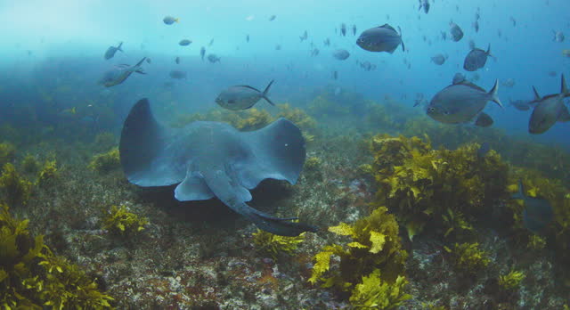 Stingray swimming along ocean floor with large school of fish in clear blue open ocean water