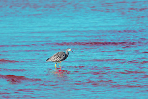 Wild White-faced Heron Lorikeet bird in New South Wales,  Eastern Australia