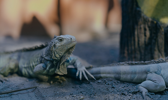 Selective focus.\nGreen iguana is a type of reptile or lizard genus that lives in tropical areas of Central America, South America and the Caribbean islands.