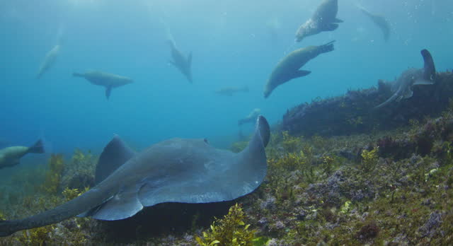 Stingray swimming along ocean floor with Australian fur seals and fish in clear blue open ocean water