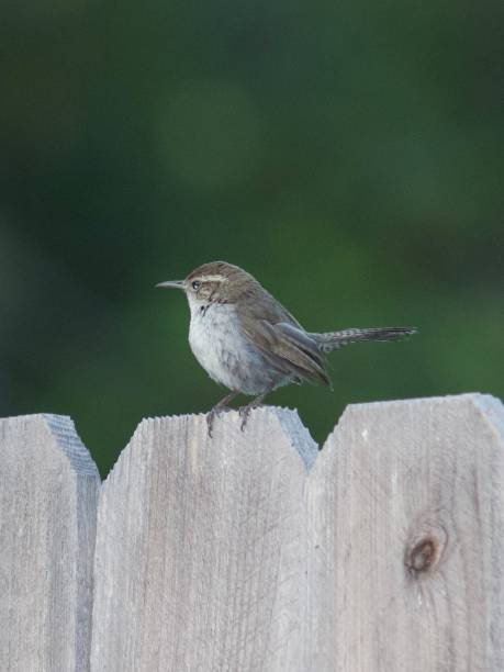 istock Wren on wooden fence 1999265442