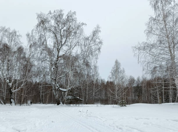 winter, snow, landscape, nature, snowdrift, cold
