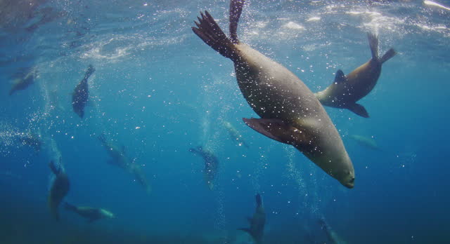 Swimming with large group of Australian fur seals in clear blue open ocean water