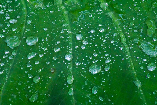 Close-up view of a green taro leaf with water droplets on it.