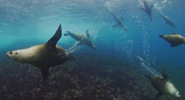 Swimming with large group of Australian fur seals in clear blue open ocean water