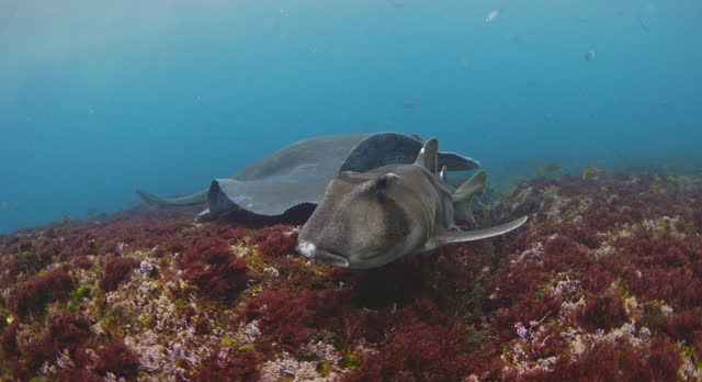 Close up of Port Jackson Shark swimming past with stingray and fish in clear blue open ocean water
